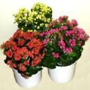 kalanchoe, kvety