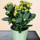 kalanchoe, kvet