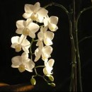 orchidea, kvet
