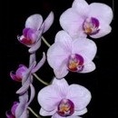 orchidea, kvety