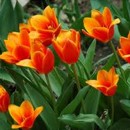tulipány, kvety